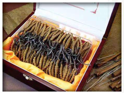 运河冬虫夏草回收